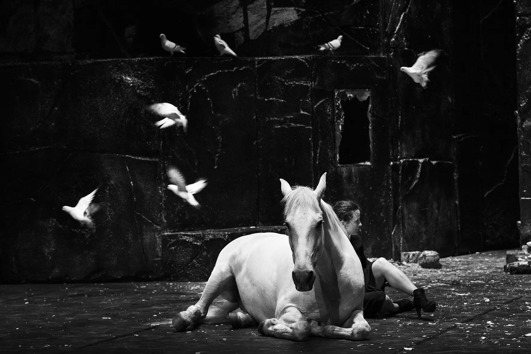 tchap_cam_pigeons_photo_franc_oois_passerini.jpg